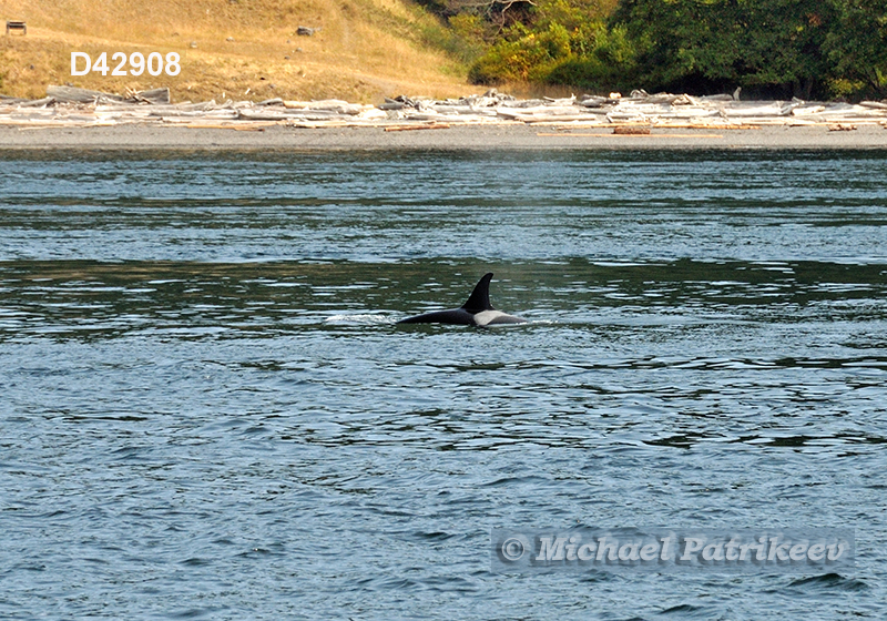 Killer Whale (Orcinus orca)